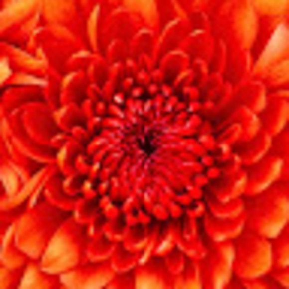 Meet your Posher, Natasha - Picture 1 of 1